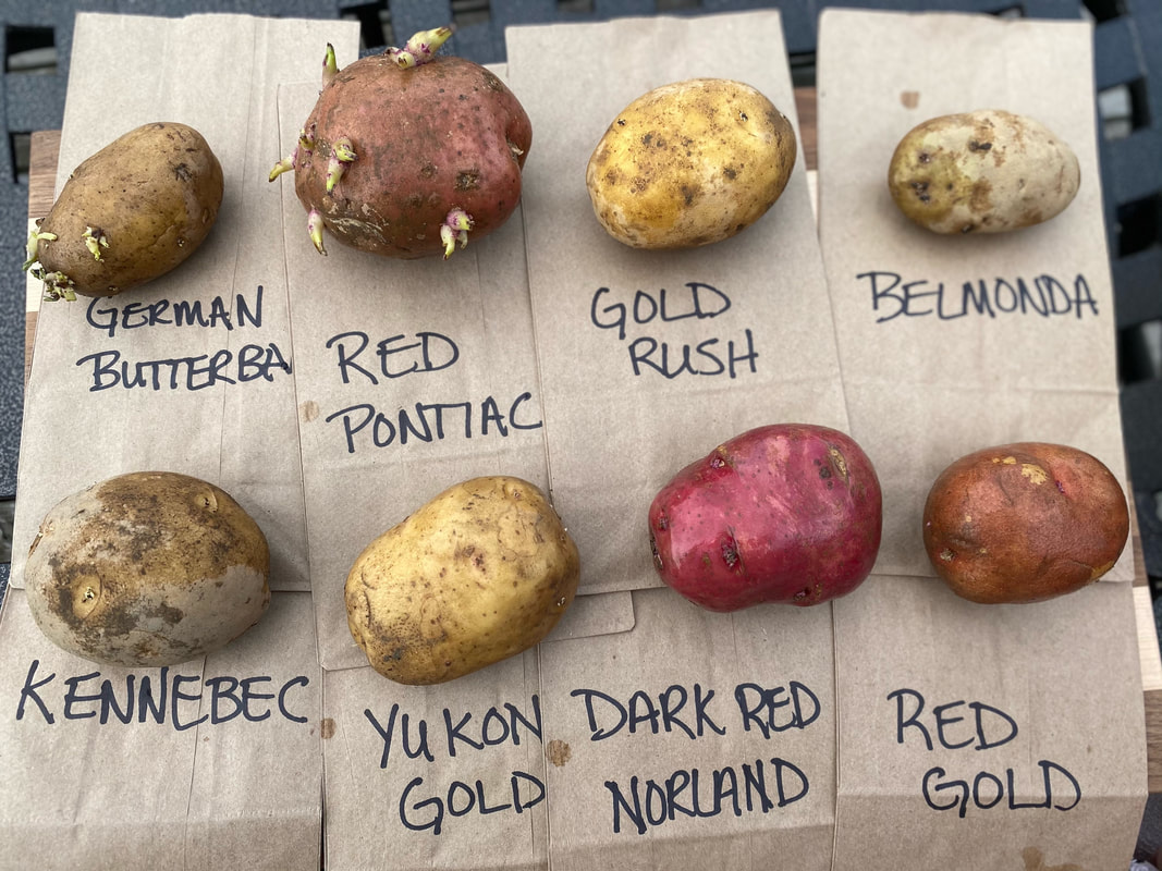 Red Potatoes Vs. White: What's The Difference?