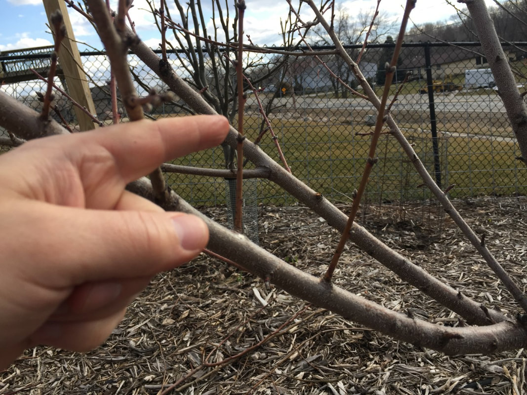 hand pointing out the small branches growing straight up that need to be removed during pruning