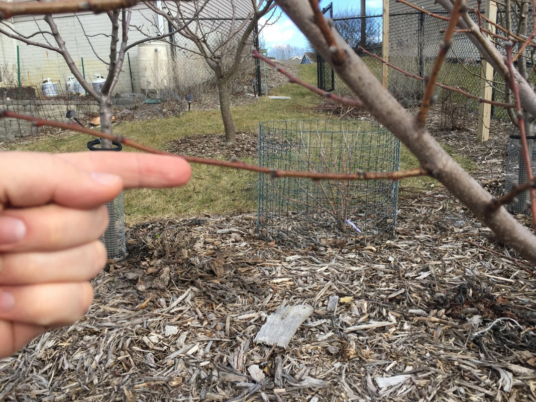 hand pointing out the branches growing downward that need to be removed during pruning
