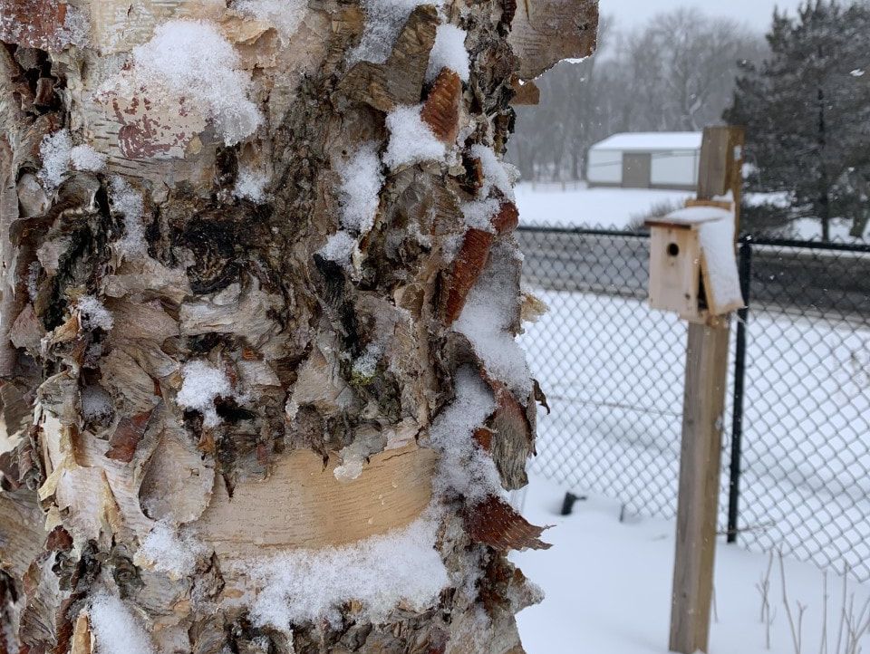 Picture of a paper bark birch trunk covered with snow by a birdhouse on a post also covered with snow.
