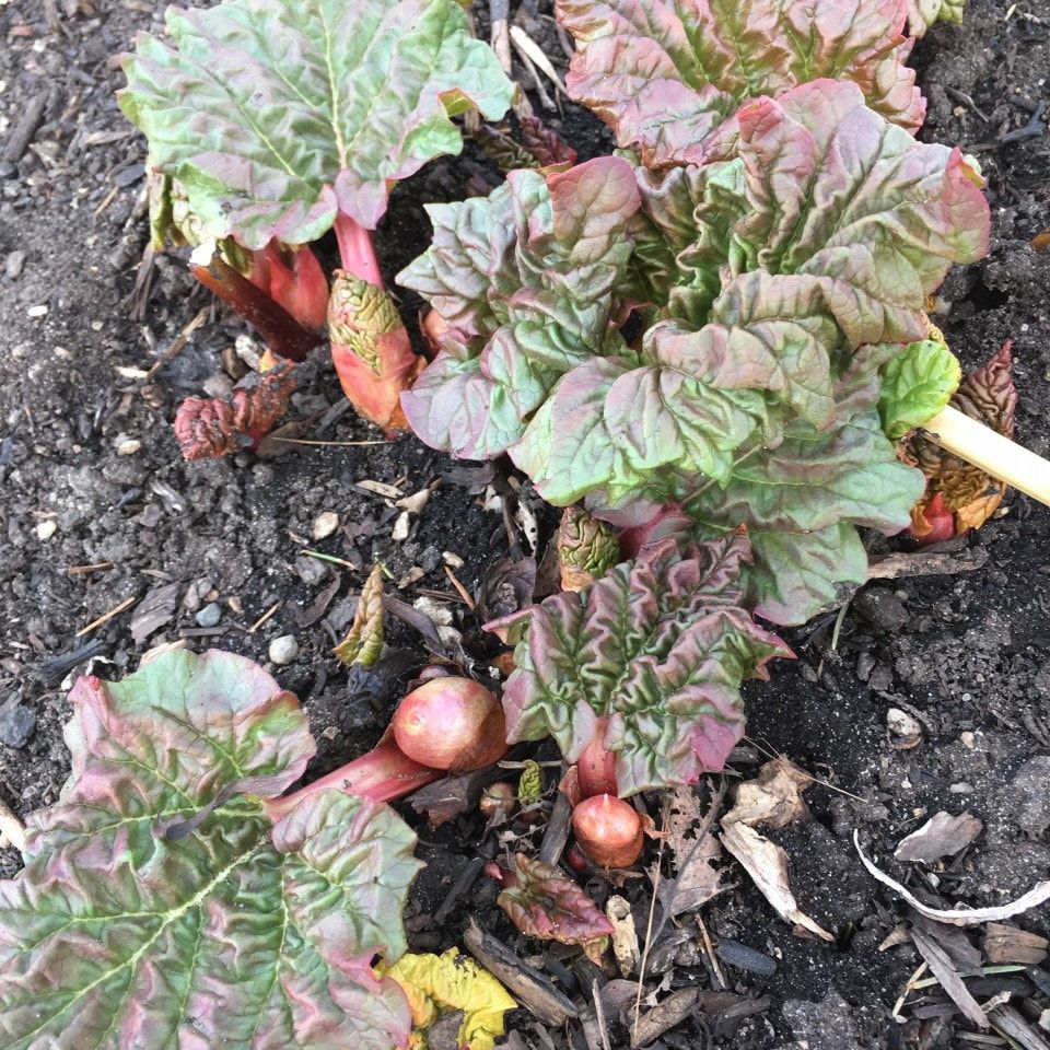 Rhubarb growing in the garden. This rhubarb has just emerged and will be ready to harvest in a few weeks.