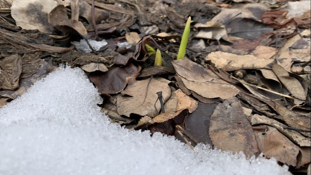 Picture of daffodil shoots emerging from the leaf littered soil surrounded by snow.