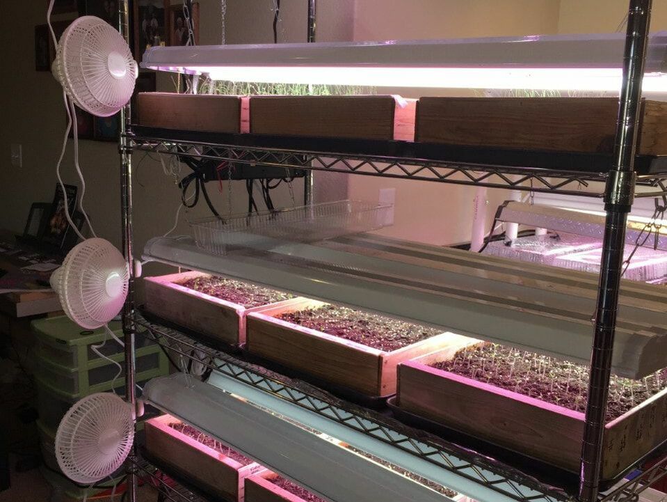 grow light shelf set up with seedling boxes on heating mats and small fans.