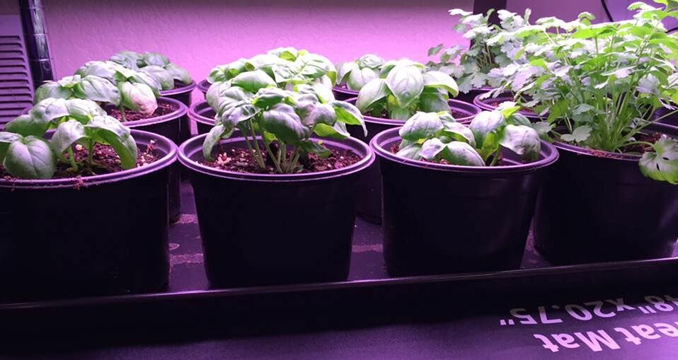 transplanted herbs under grow lights on a heating mat