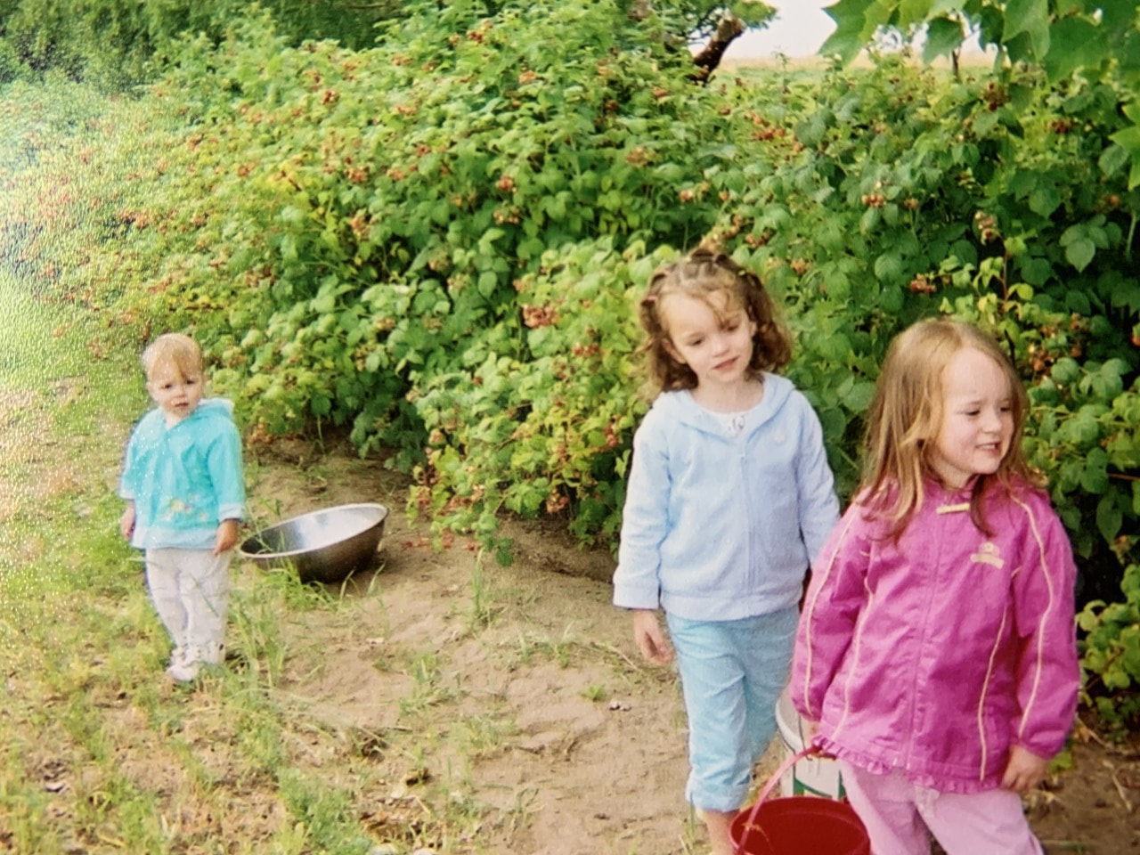 Three young girls with berry buckets walk a row of fruiting raspberries.