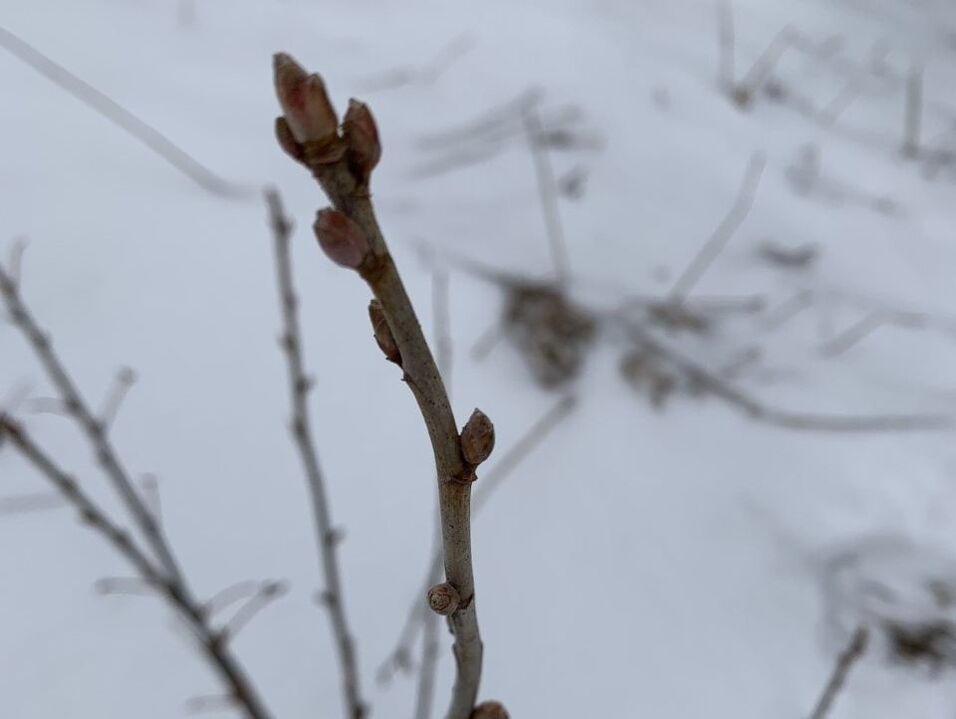 Black currant bush in winter.  No leaves just next years buds.
