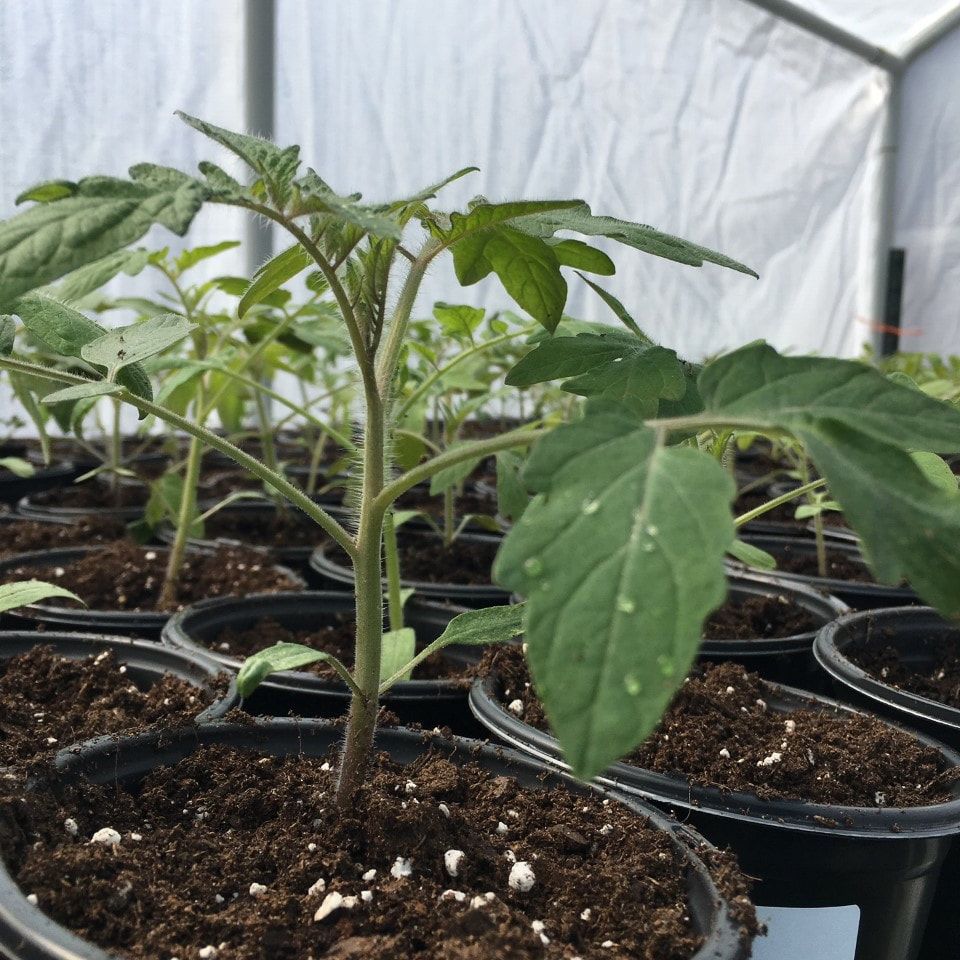 Just transplanted tomato seedling enjoying the warmth and sunshine of the greenhouse.