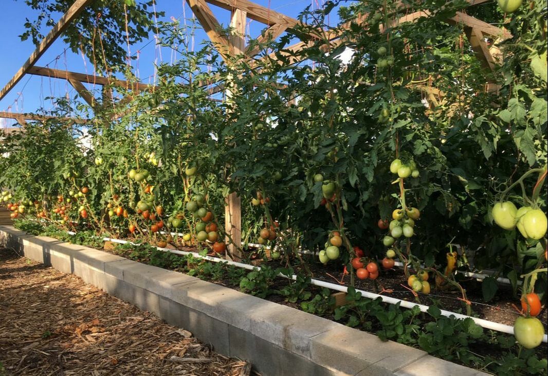 Tomatoes growing on a t-frame pruned to a single leader stem