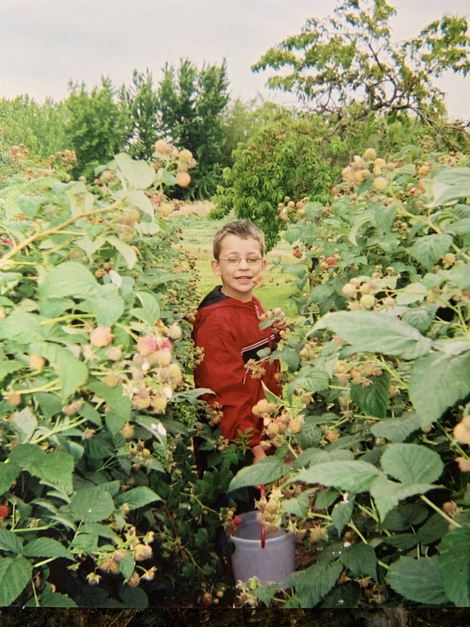 Small boy walking between two rows of raspberries laden with fruit.