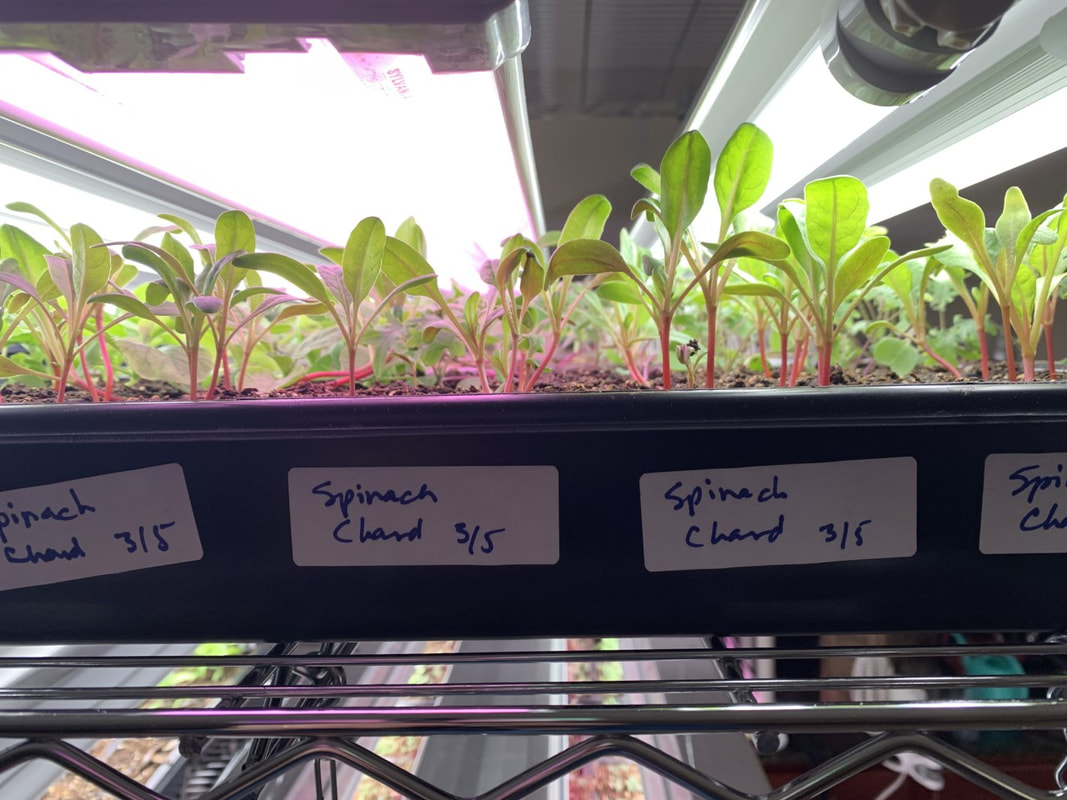 seedlings emerging from soil in seed trays under growlights