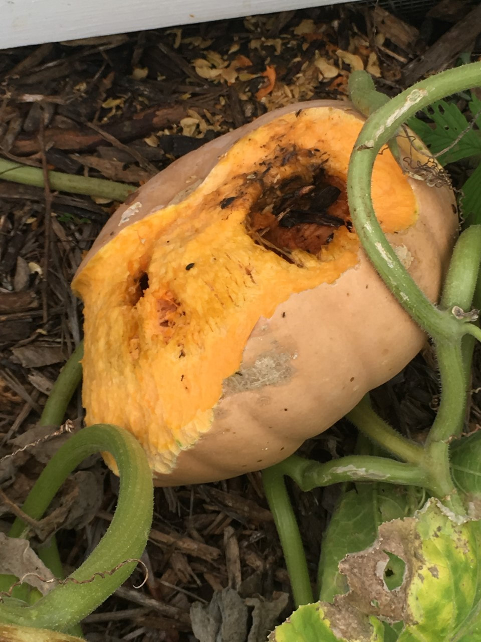 Long Island cheese squash with the bottom chewed up by voles