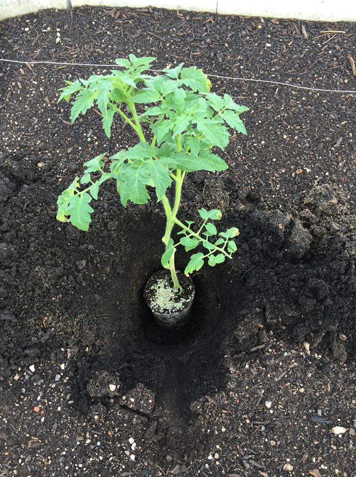 Tomato plant placed in a deep hole so it can be planted deep. 1/2 the depth of the stem.