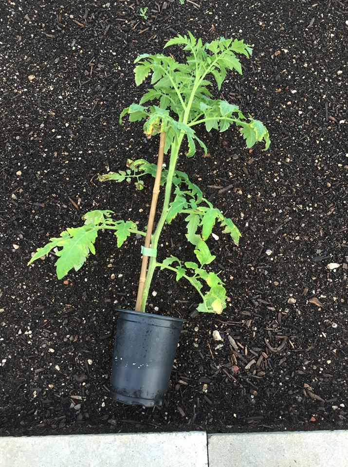 Potted tomato laying down in the garden ready to be planted.