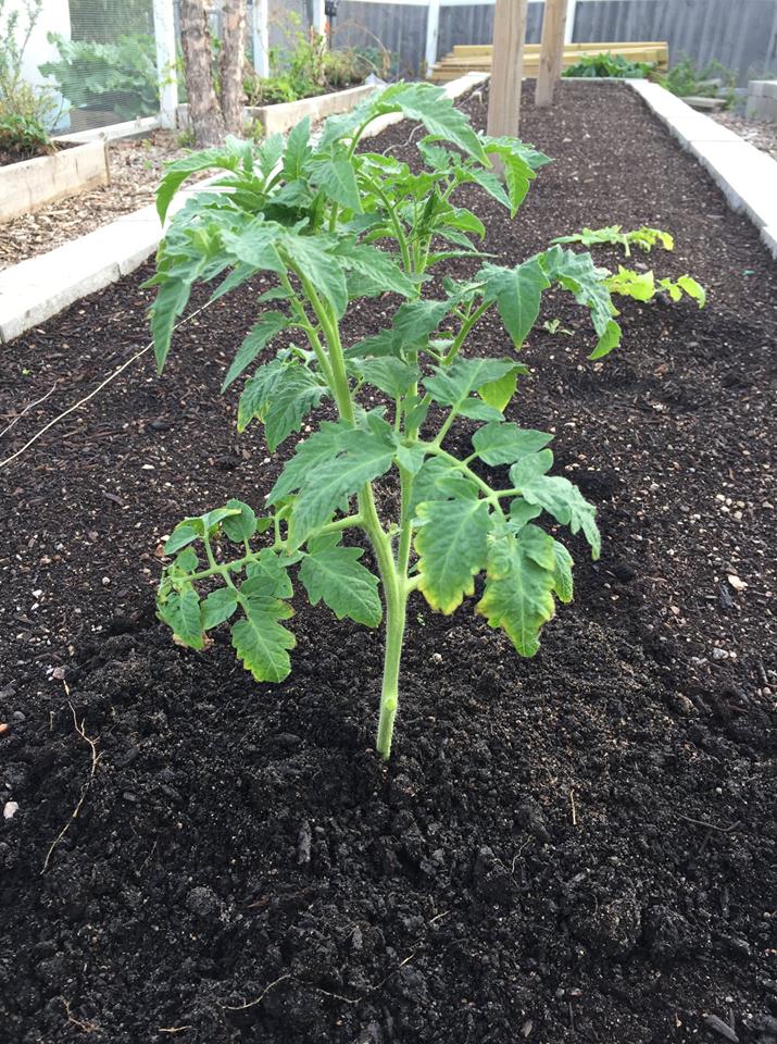 Amana Orange tomato planted and ready to grow in the garden