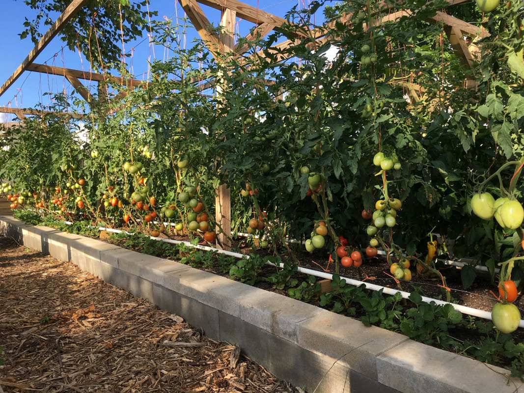 Indeterminate tomatoes pruned to a single stem growing on a t-frame trellis in the garden.