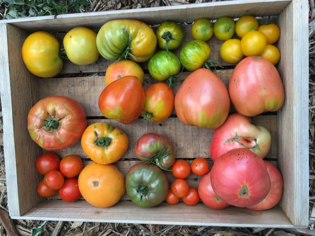 Box of freshly harvested tomatoes in many colors and sizes.